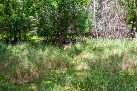A deer in a forest clearing surrounded by grass and trees.